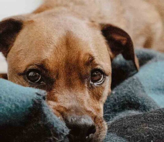 Aprobada la convocatoria de subvenciones para las entidades animalistas Aprobada la convocatoria de subvenciones para las entidades animalistas