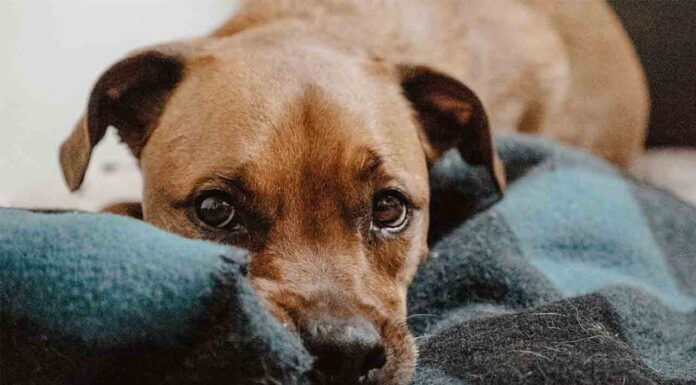 Aprobada la convocatoria de subvenciones para las entidades animalistas Aprobada la convocatoria de subvenciones para las entidades animalistas