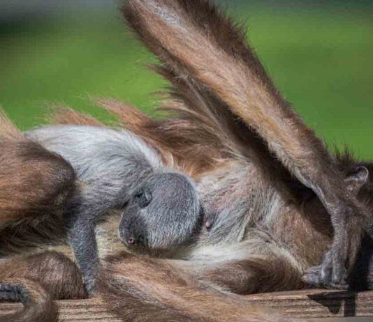 Nace un mono araña en el Zoo de Barcelona, especie en peligro crítico de extinción Nace un mono araña en el Zoo de Barcelona, especie en peligro crítico de extinción