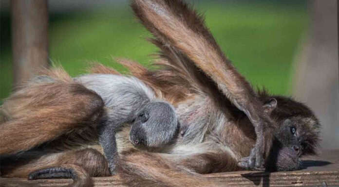 Nace un mono araña en el Zoo de Barcelona, especie en peligro crítico de extinción Nace un mono araña en el Zoo de Barcelona, especie en peligro crítico de extinción