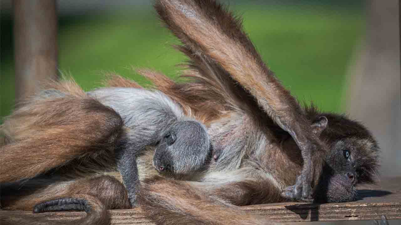 Nace un mono araña en el Zoo de Barcelona, especie en peligro crítico de extinción