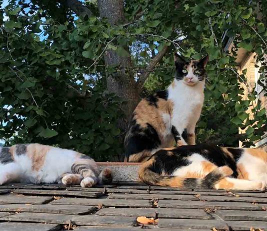 Nuevas subvenciones para entidades que cuidan de colonias de gatos Nuevas subvenciones para entidades que cuidan de colonias de gatos