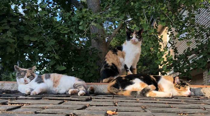Nuevas subvenciones para entidades que cuidan de colonias de gatos Nuevas subvenciones para entidades que cuidan de colonias de gatos