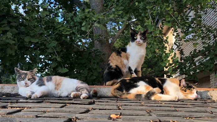 Nuevas subvenciones para entidades que cuidan de colonias de gatos