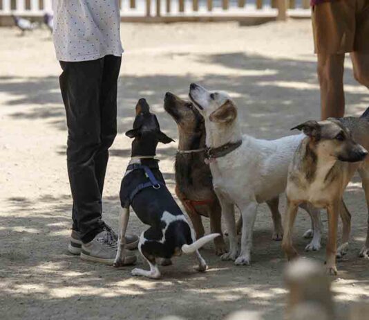Barcelona quiere vetar el acceso a los perros desatados en los parques Barcelona quiere vetar el acceso a los perros desatados en los parques