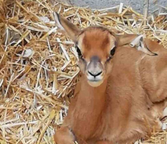 Nace en el Zoo de Barcelona un orix blanco, una especie extinguida en libertad Nace en el Zoo de Barcelona un orix blanco, una especie extinguida en libertad