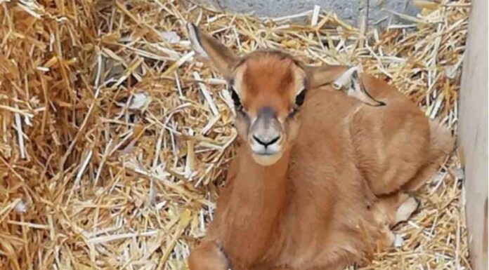 Nace en el Zoo de Barcelona un orix blanco, una especie extinguida en libertad Nace en el Zoo de Barcelona un orix blanco, una especie extinguida en libertad