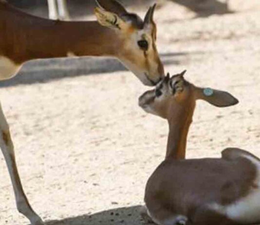 Nace en el Zoo de Barcelona una gacela de una especie extinguida en libertad Nace en el Zoo de Barcelona una gacela de una especie extinguida en libertad