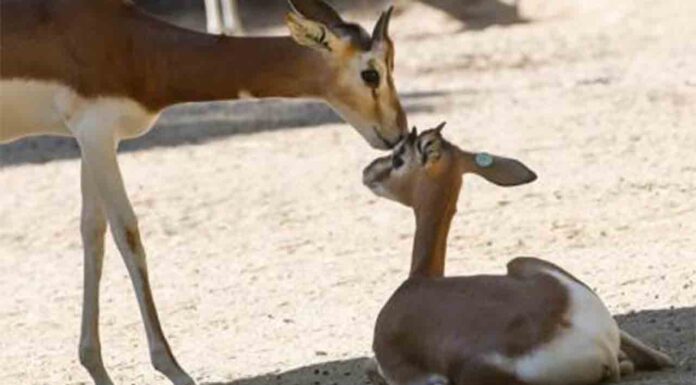 Nace en el Zoo de Barcelona una gacela de una especie extinguida en libertad Nace en el Zoo de Barcelona una gacela de una especie extinguida en libertad