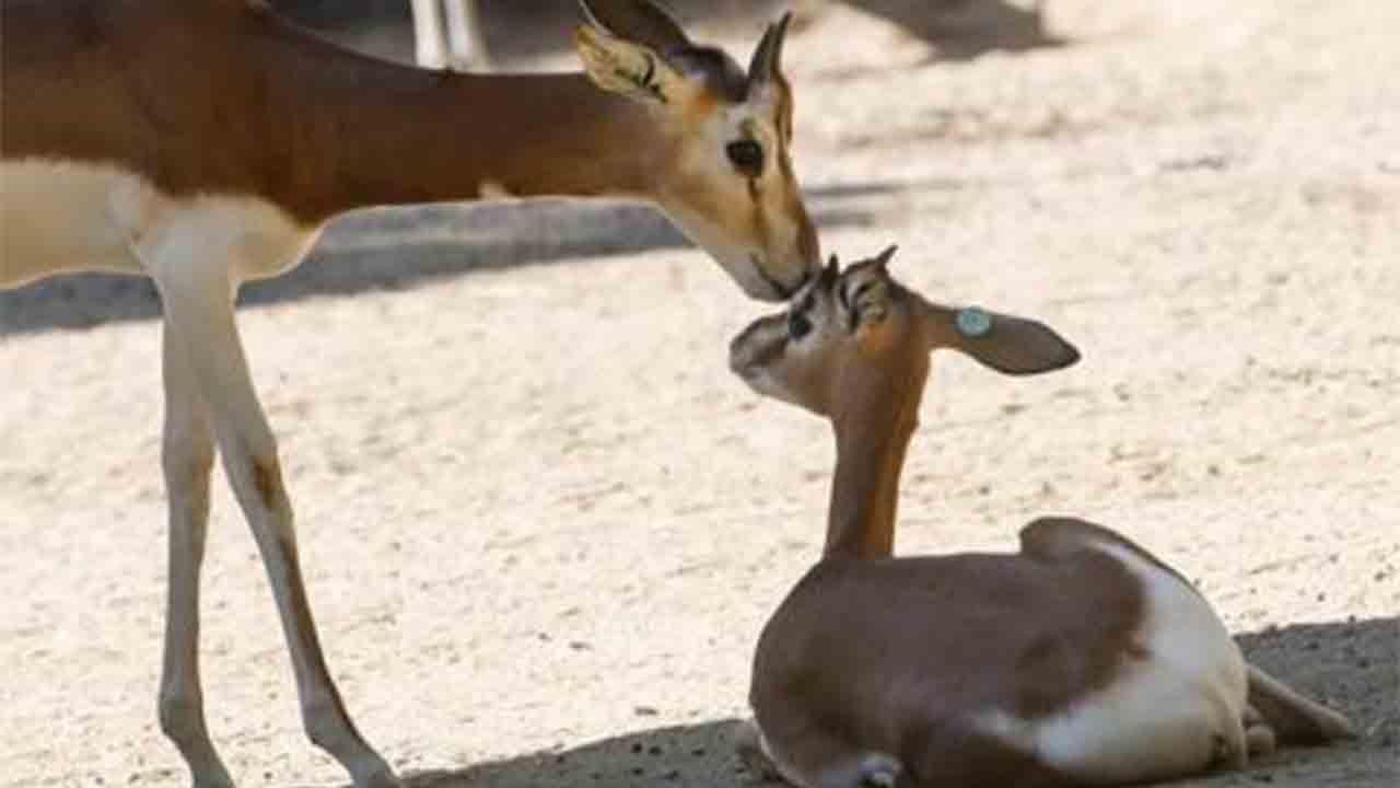 Nace en el Zoo de Barcelona una gacela de una especie extinguida en libertad