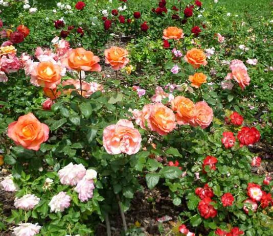 Barcelona celebra el 21 Concurso Internacional de Roses Noves Barcelona celebra el 21 Concurso Internacional de Roses Noves