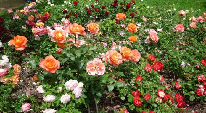 Barcelona celebra el 21 Concurso Internacional de Roses Noves Barcelona celebra el 21 Concurso Internacional de Roses Noves