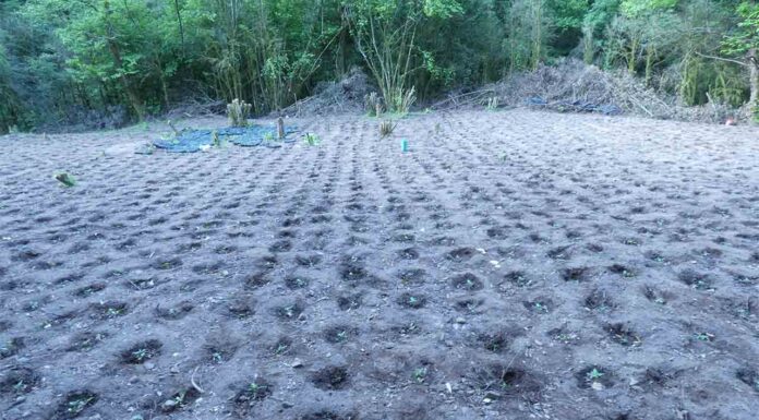Desmantelada una plantación de marihuana con 7.800 plantas Desmantelada una plantación de marihuana con 7.800 plantas