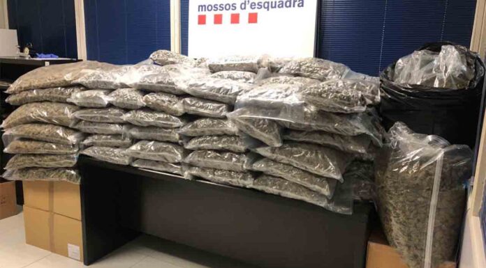 Detenido un hombre que tenía 150 kilos de marihuana en su casa Detenido un hombre que tenía 150 kilos de marihuana en su casa