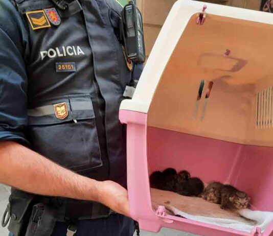 Intervenidos 37 gatos y un conejo en un caso de síndrome de Noé Intervenidos 37 gatos y un conejo en un caso de síndrome de Noé