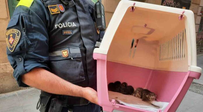 Intervenidos 37 gatos y un conejo en un caso de síndrome de Noé Intervenidos 37 gatos y un conejo en un caso de síndrome de Noé