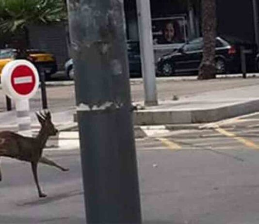 Rescatan en el Fòrum a un corzo que estaba perdido hacía varios días Rescatan en el Fòrum a un corzo que estaba perdido hacía varios días