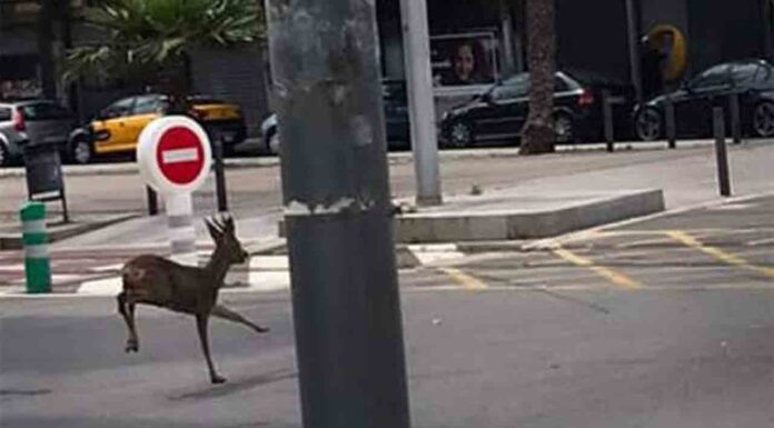 Rescatan en el Fòrum a un corzo que estaba perdido hacía varios días Rescatan en el Fòrum a un corzo que estaba perdido hacía varios días