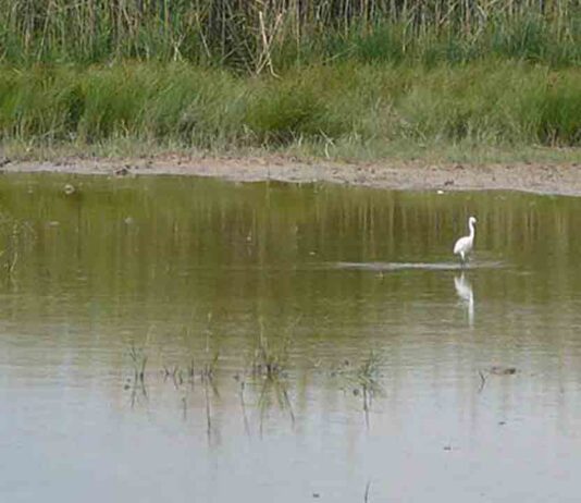 Impacto ambiental por la ampliación del Aeropuerto de Barcelona Impacto ambiental por la ampliación del Aeropuerto de Barcelona