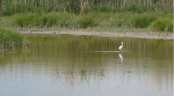 Impacto ambiental por la ampliación del Aeropuerto de Barcelona Impacto ambiental por la ampliación del Aeropuerto de Barcelona