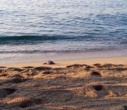 Se liberan al mar 24 tortugas careta nacidas en Barcelona en 2020 Se liberan al mar 24 tortugas careta nacidas en Barcelona en 2020