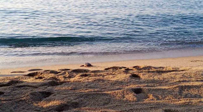 Se liberan al mar 24 tortugas careta nacidas en Barcelona en 2020 Se liberan al mar 24 tortugas careta nacidas en Barcelona en 2020