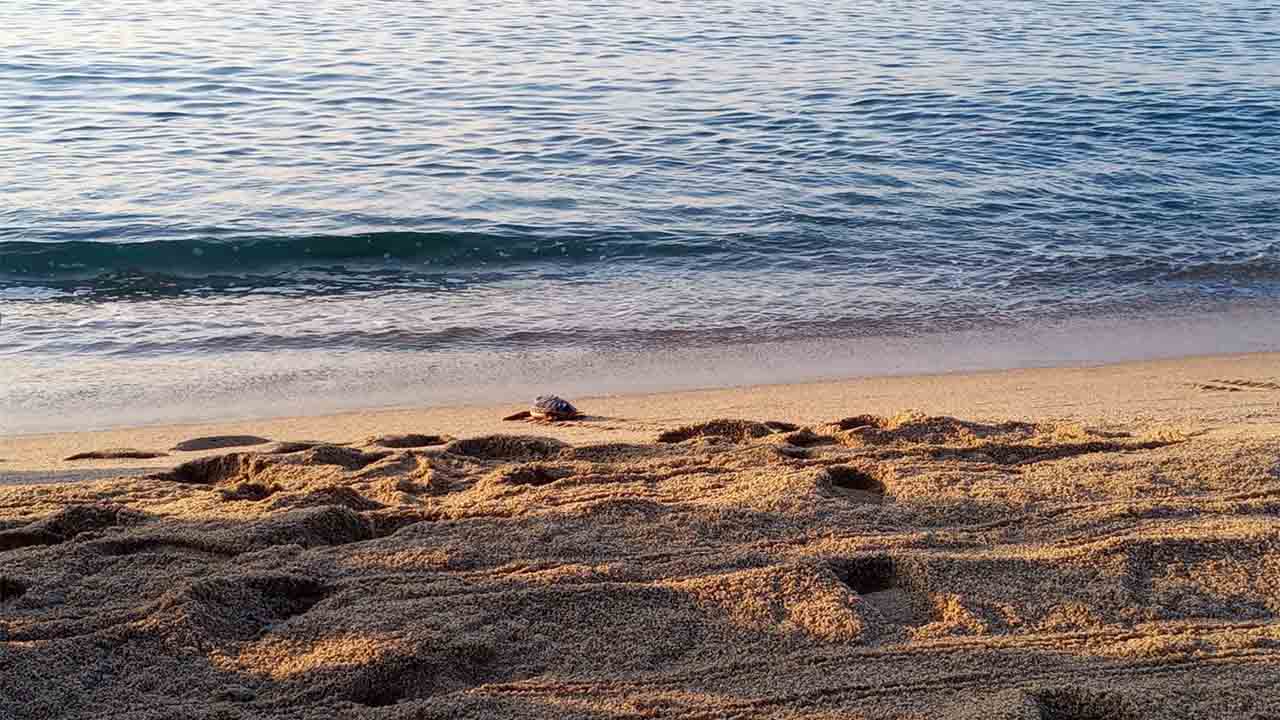 Se liberan al mar 24 tortugas careta nacidas en Barcelona en 2020