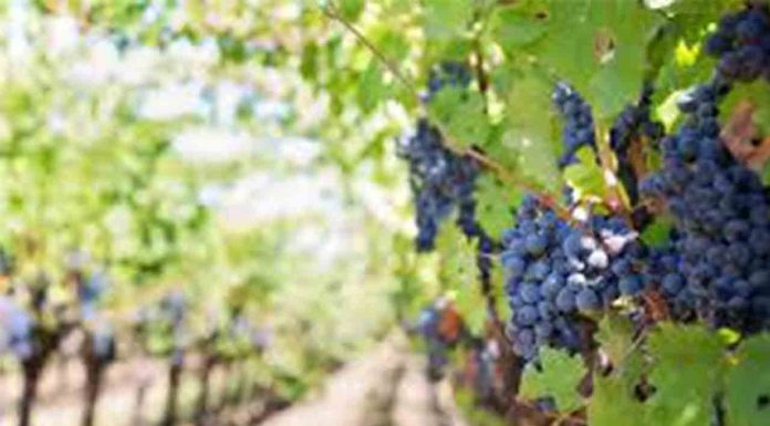 Catalunya estima para este año una vendimia de buena calidad Catalunya estima para este año una vendimia de buena calidad