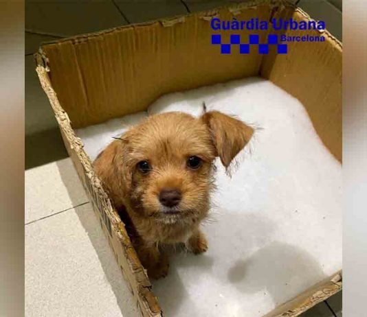 Macro operativo contra una red de comercio ilegal de animales Denuncia al propietario de un cachorro de perro malnutrido y con pulgas en Poble Sec