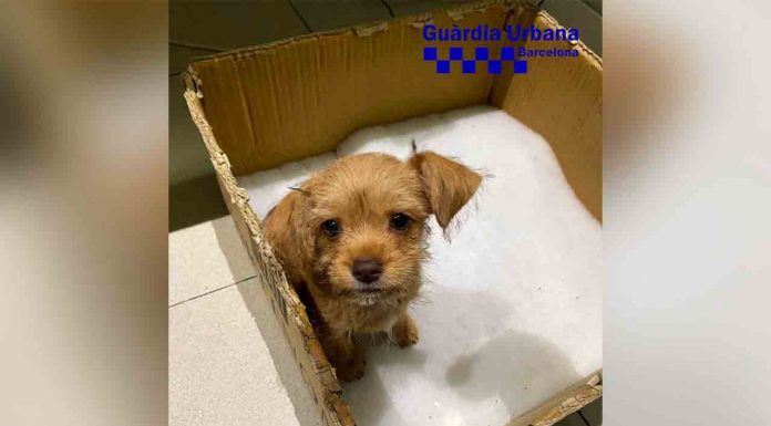 Denuncia al propietario de un cachorro de perro malnutrido y con pulgas en Poble Sec Denuncia al propietario de un cachorro de perro malnutrido y con pulgas en Poble Sec