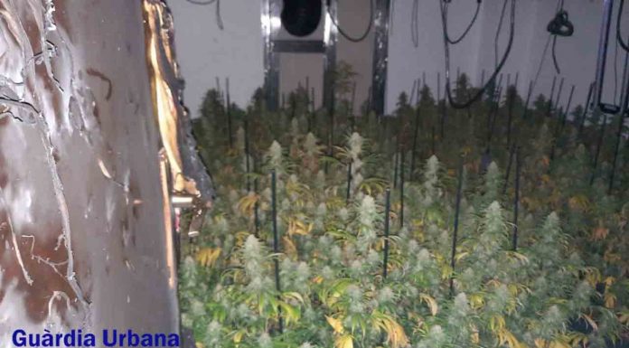 Una plantación de marihuana en Sants-Montjuïc provoca un incendio Una plantación de marihuana en Sants-Montjuïc provoca un incendio