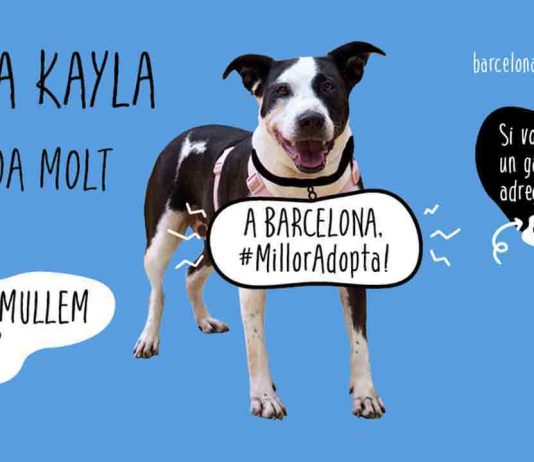 “A Barcelona, #MillorAdopta!”, campaña de adopción desde la Mercè a Navidad “A Barcelona, #MillorAdopta!”, campaña de adopción desde la Mercè a Navidad