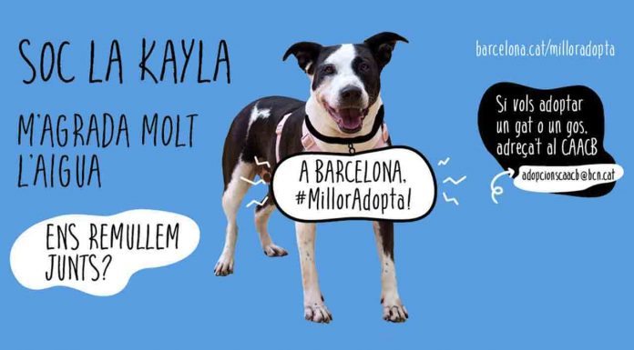 “A Barcelona, #MillorAdopta!”, campaña de adopción desde la Mercè a Navidad “A Barcelona, #MillorAdopta!”, campaña de adopción desde la Mercè a Navidad