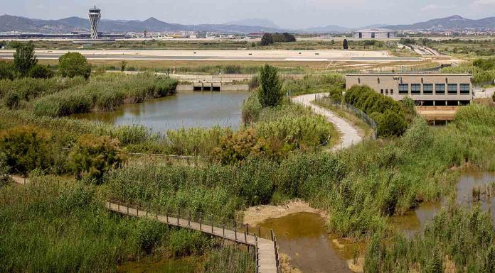 Aena quiere hacer desaparecer la Ricarda con la ampliación del aeropuerto Aena quiere hacer desaparecer la Ricarda con la ampliación del aeropuerto