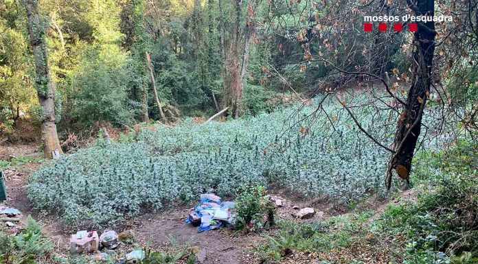 Desmantelan dos plantaciones de marihuana en el parque del Montnegre Desmantelan dos plantaciones de marihuana en el parque del Montnegre