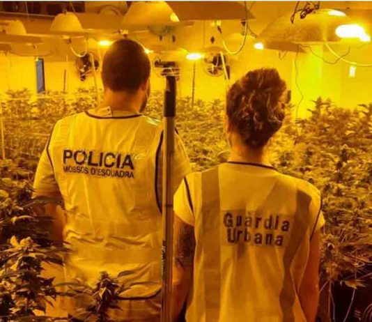 Localizan una plantación de marihuana en Sant Martí Localizan una plantación de marihuana en Sant Martí