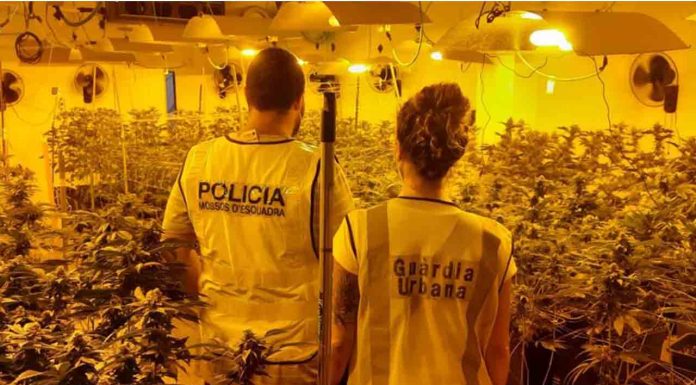 Localizan una plantación de marihuana en Sant Martí Localizan una plantación de marihuana en Sant Martí