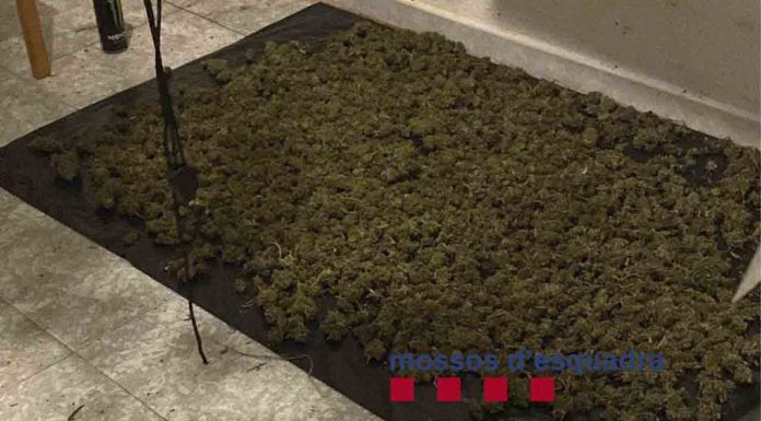 Detenida una pareja por cultivar marihuana en un piso ocupado de Santa Coloma Detenida una pareja por cultivar marihuana en un piso ocupado de Santa Coloma
