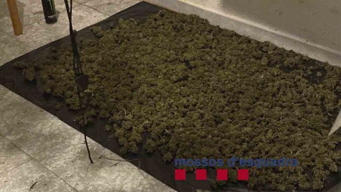 Detenida una pareja por cultivar marihuana en un piso ocupado de Santa Coloma