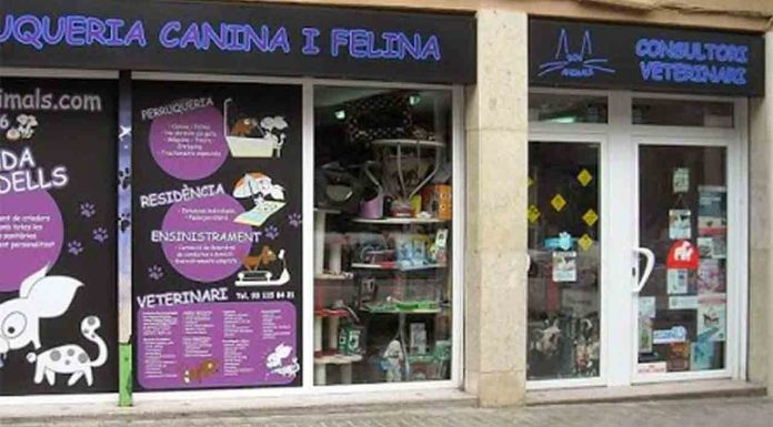 Intervienen 14 cachorros en una tienda de Sant Andreu por graves irregularidades Intervienen 14 cachorros en una tienda de Sant Andreu por graves irregularidades