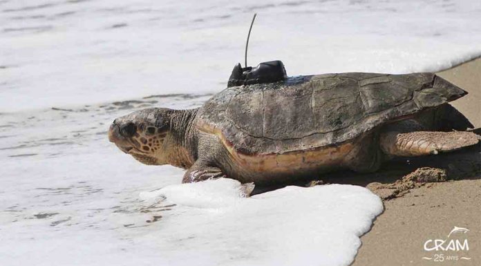 Liberan en la playa de El Prat a dos tortugas tras 10 años de recuperación Liberan en la playa de El Prat a dos tortugas después de 10 años de recuperación en un centro