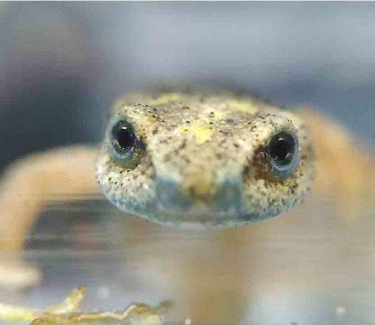 111 especies de Cataluña se encuentran en peligro de extinción El Zoo libera más de un centenar de tortugas y tritones en peligro de extinción