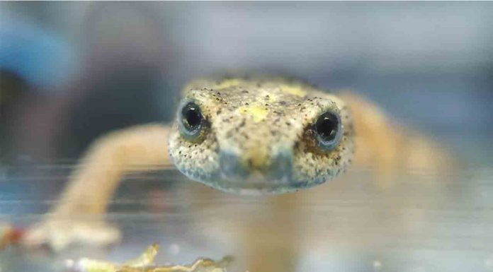 El Zoo libera más de un centenar de tortugas y tritones en peligro de extinción El Zoo libera más de un centenar de tortugas y tritones en peligro de extinción