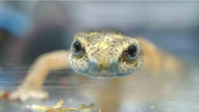 El Zoo libera más de un centenar de tortugas y tritones en peligro de extinción
