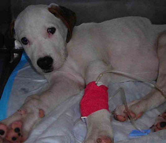 La Audiencia ordena repetir el juicio contra la tienda ‘Puppies’ por maltrato animal La Audiencia ordena repetir el juicio contra la tienda 'Puppies' por maltrato animal