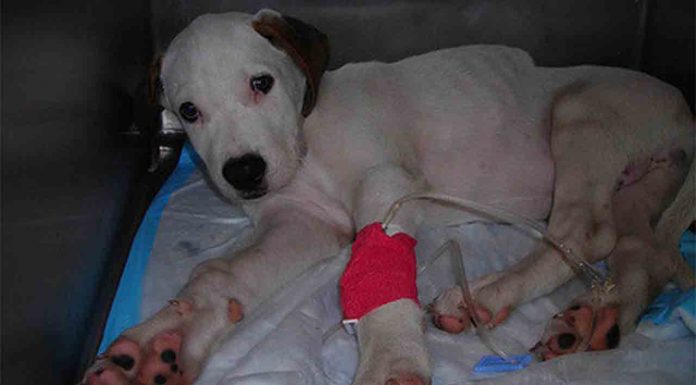 La Audiencia ordena repetir el juicio contra la tienda ‘Puppies’ por maltrato animal La Audiencia ordena repetir el juicio contra la tienda 'Puppies' por maltrato animal