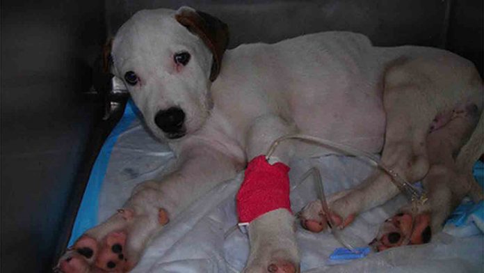La Audiencia ordena repetir el juicio contra la tienda 'Puppies' por maltrato animal