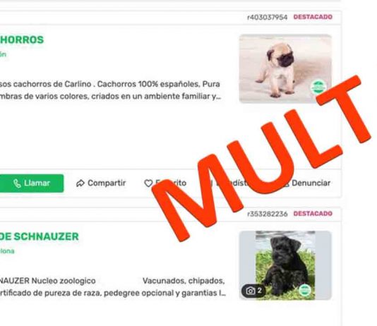 Nueva multa de 250.000 euros a ‘Milanuncios’ por publicar venta de animales Nueva multa de 250.000 euros a 'Milanuncios' por publicar venta de animales