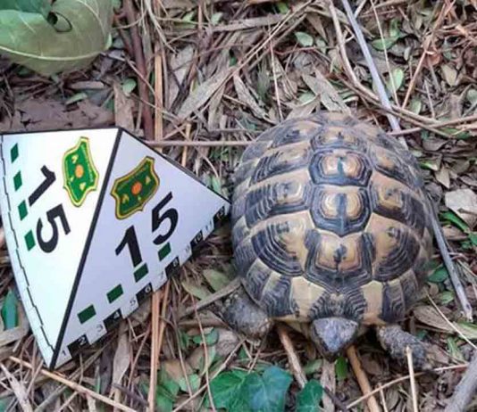 Rescatan 21 tortugas de una finca de Barcelona Rescatan 21 tortugas de una finca de Barcelona