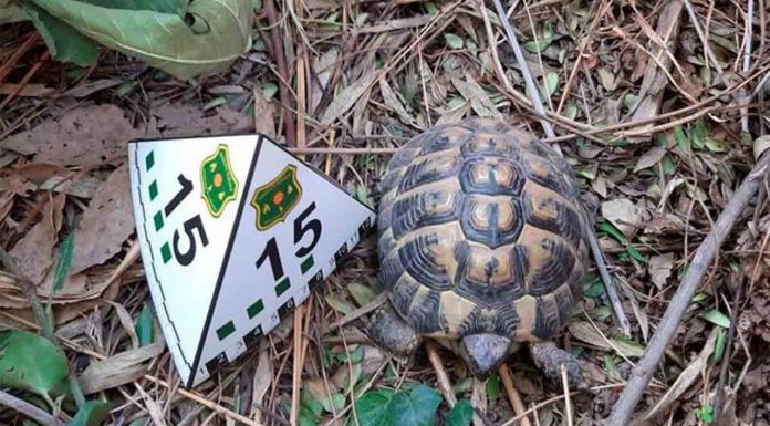 Rescatan 21 tortugas de una finca de Barcelona Rescatan 21 tortugas de una finca de Barcelona